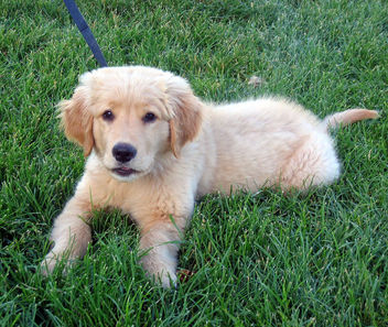 puppy - Kostenloses image #281107